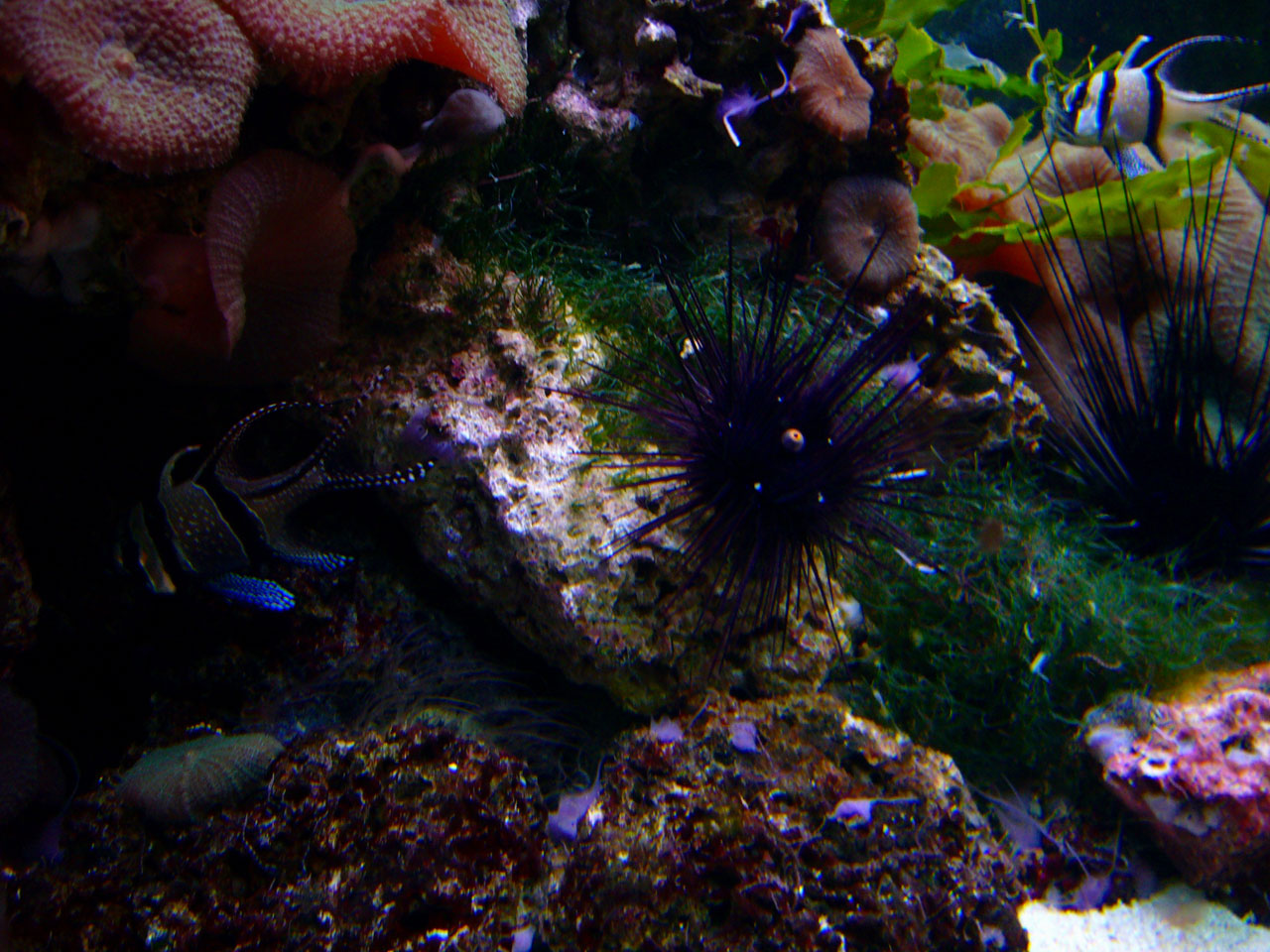 coral fish aquarium free photo