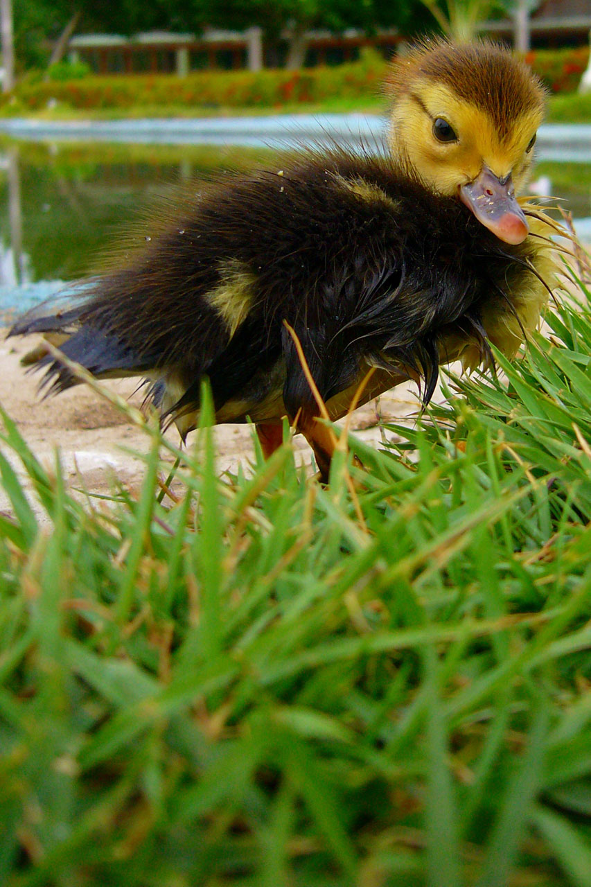 duckling grass animal free photo