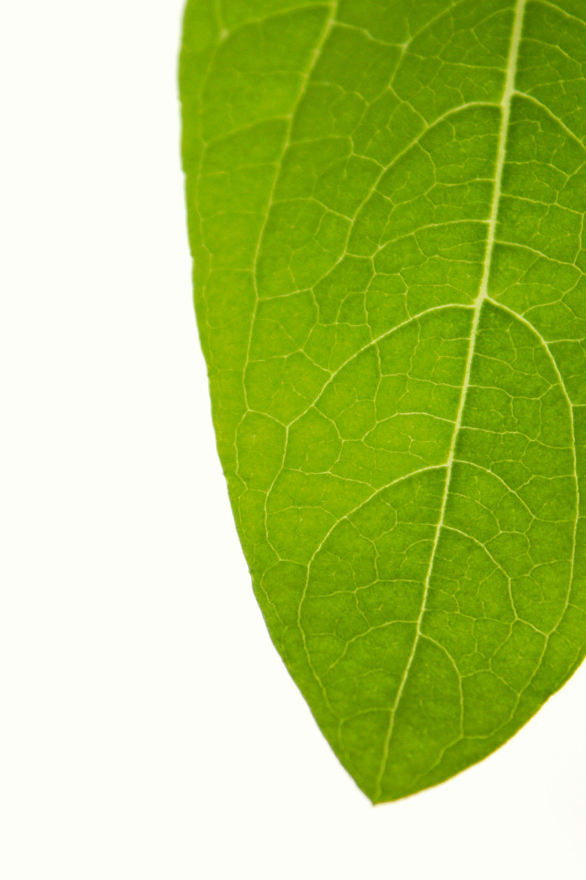 leaf nature plant free photo