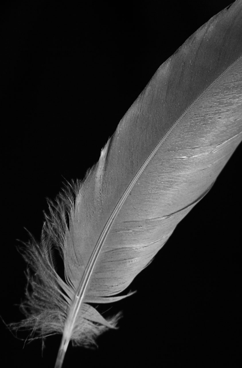 feather macro black and white free photo