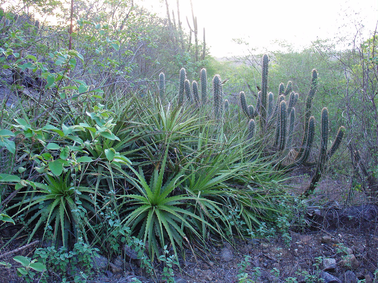 plants nature flowers free photo