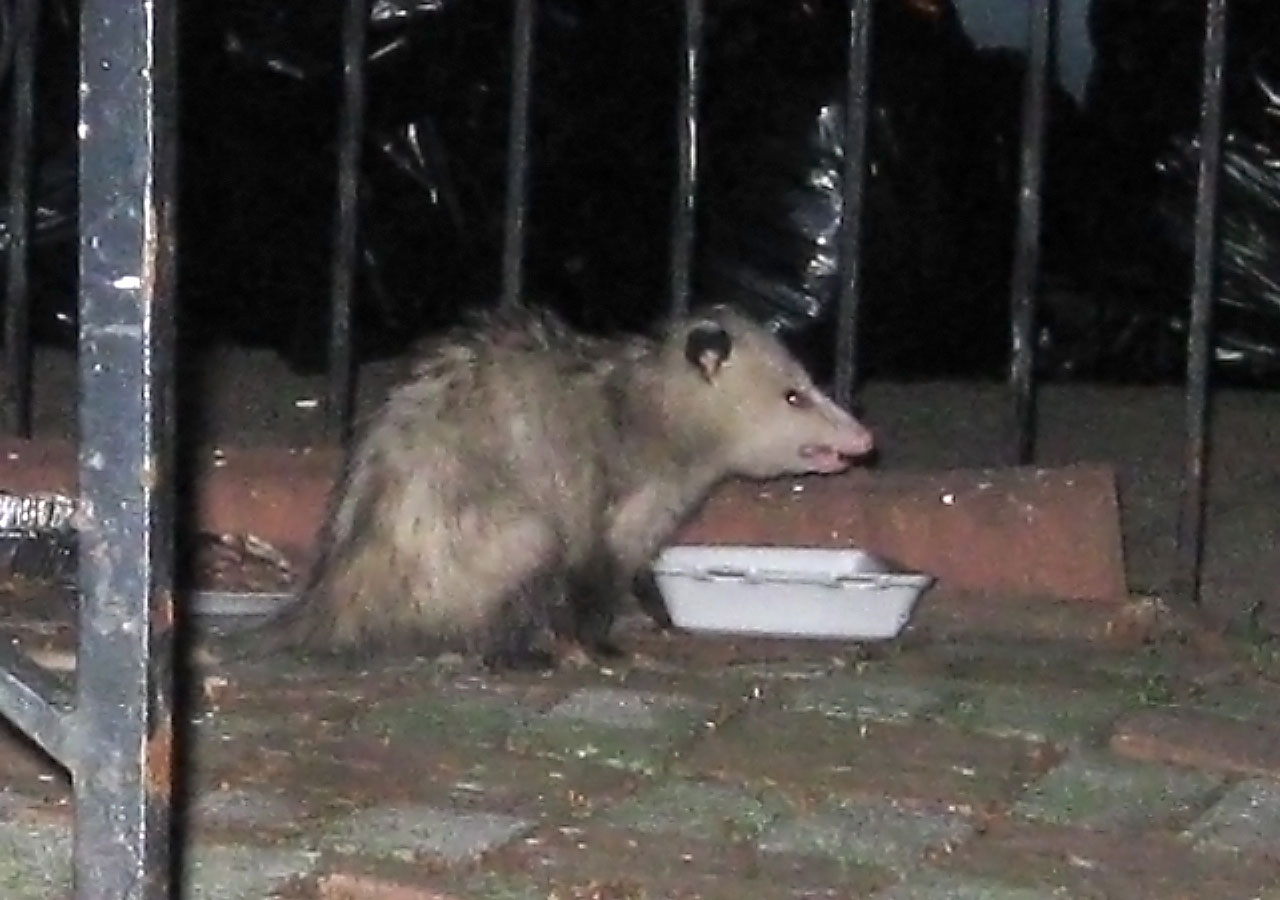 opossum bronx new free photo