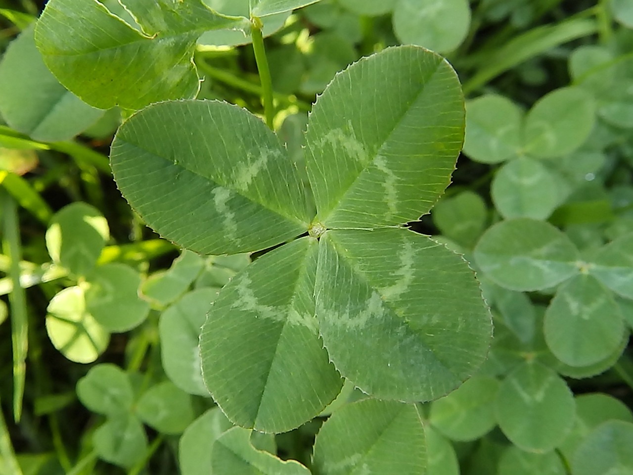 4 leaves clover leaf free photo