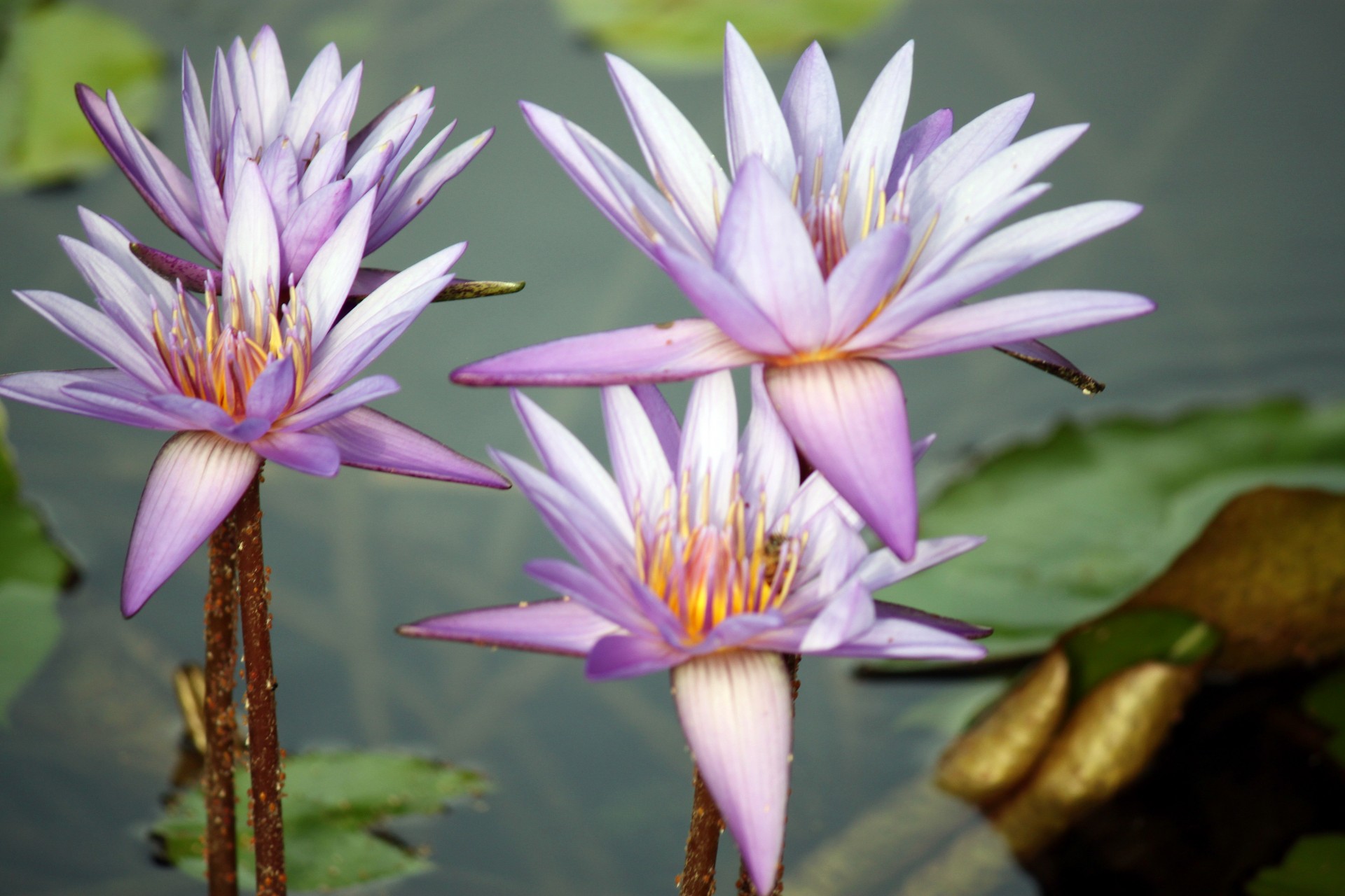 4 lotus flower purple pond lotus leaves free photo