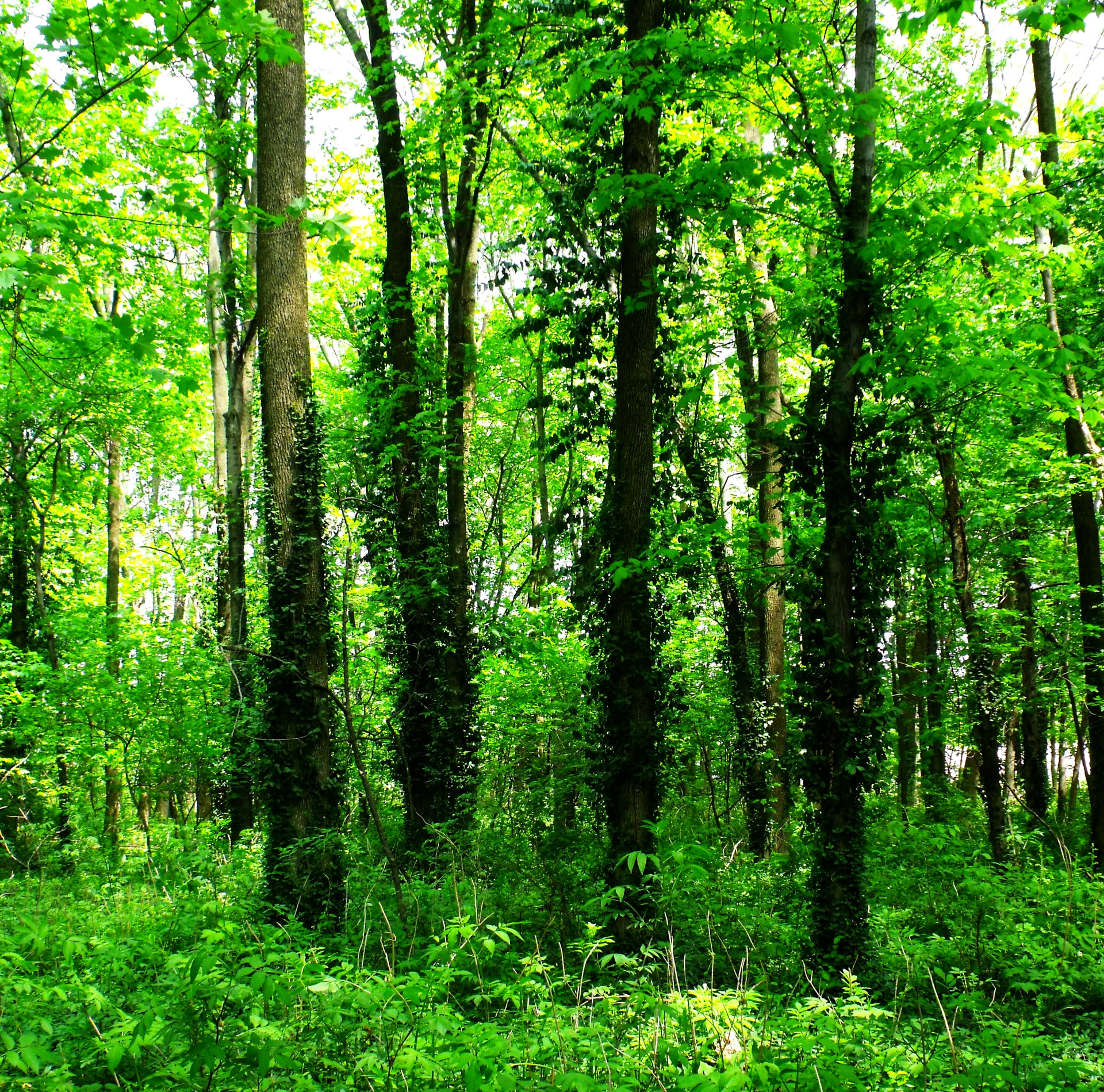 four trees leaves free photo