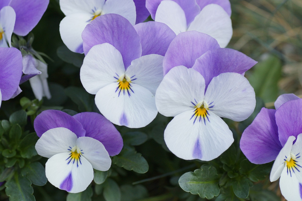 400–500 flower meadow pansy free photo
