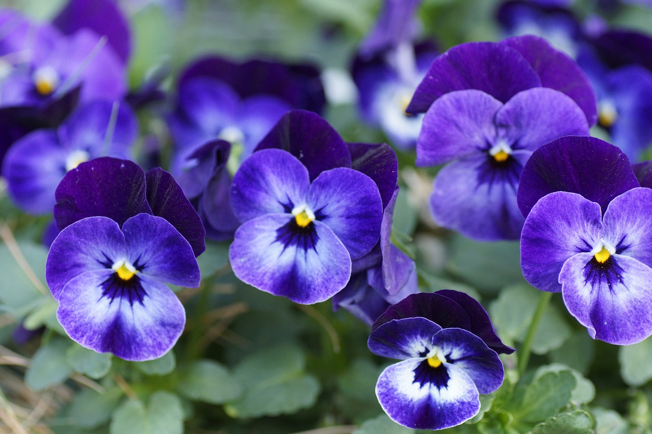 400–500 pansy spring flower free photo