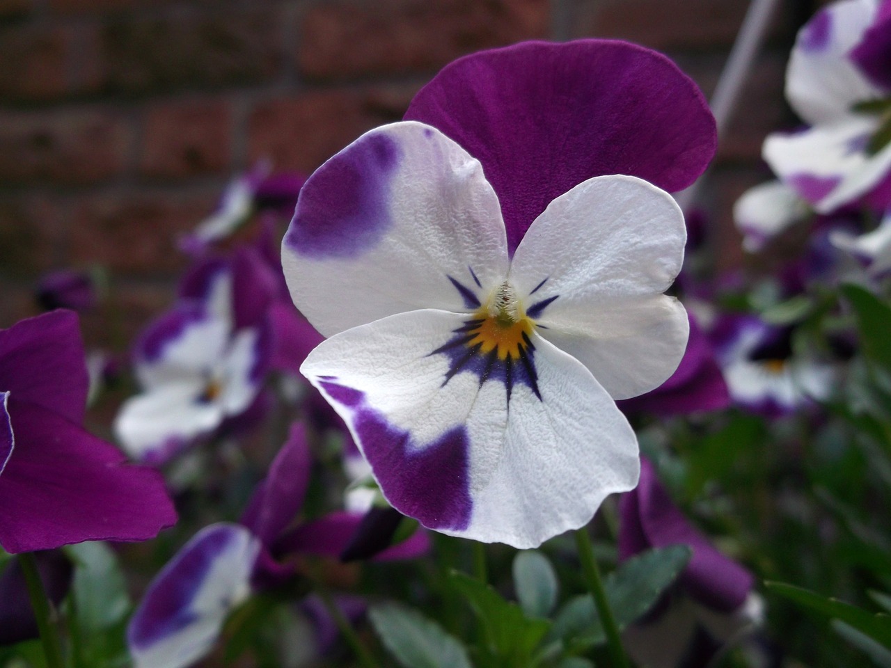 400–500 violet violaceae free photo