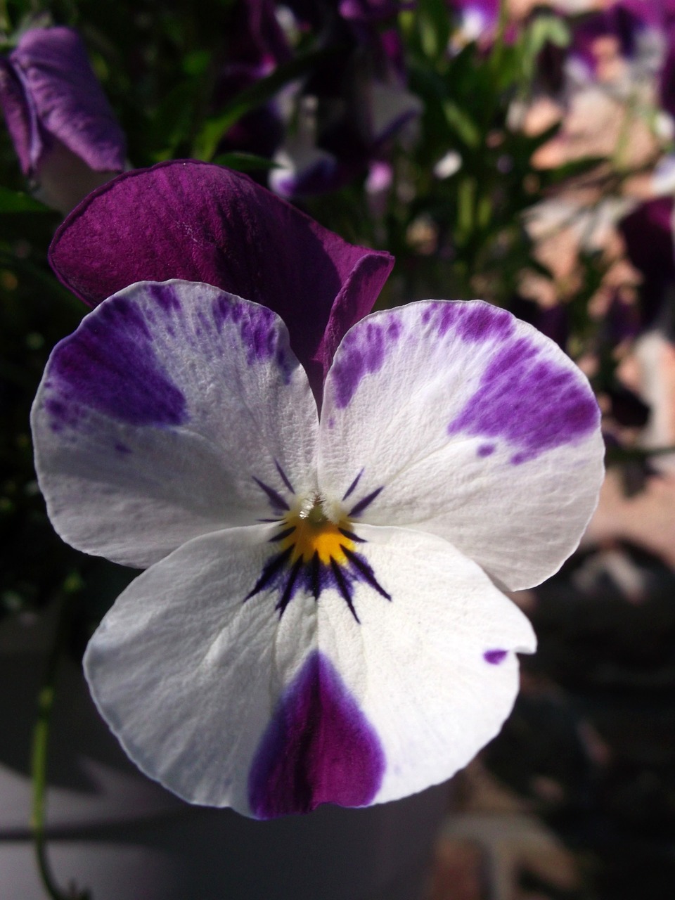 400–500 violet-white violaceae free photo