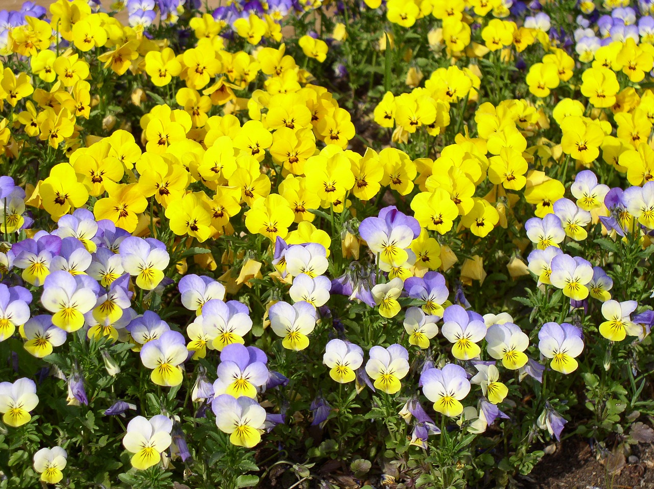400–500 spring yellow free photo