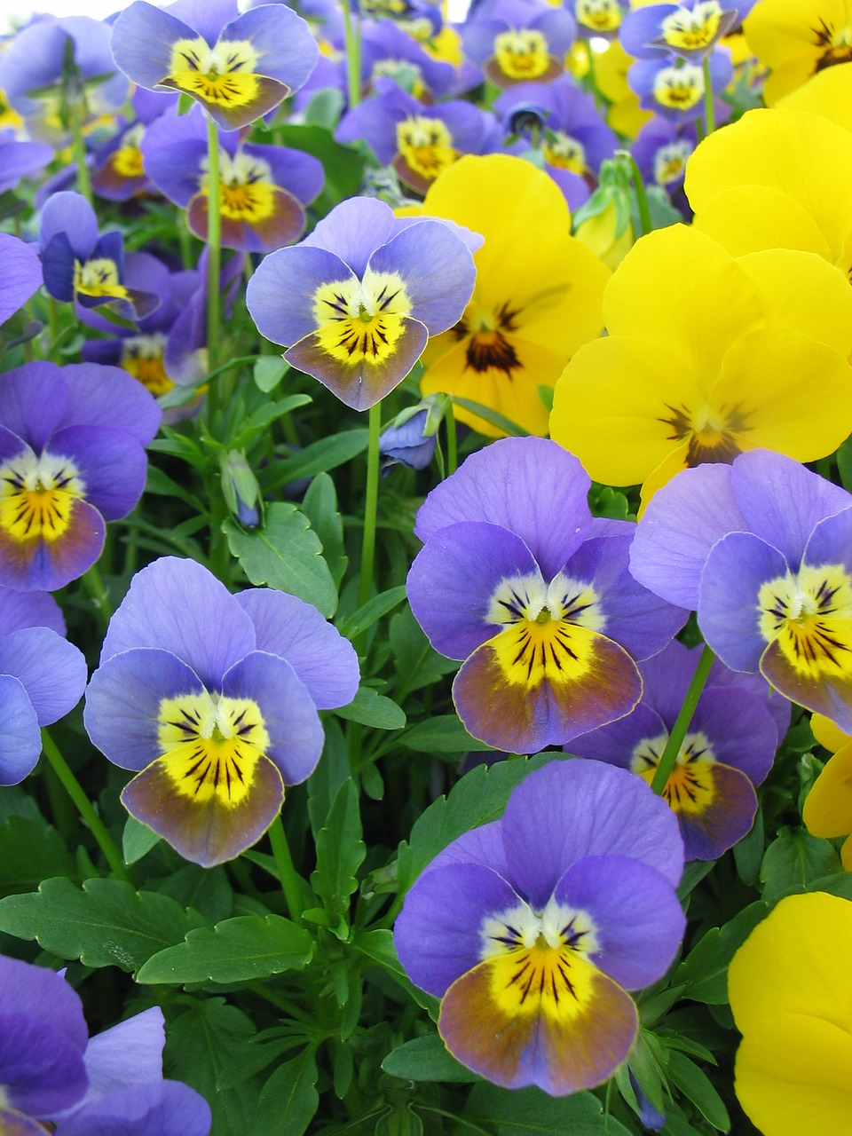 400–500 flowers pansy free photo