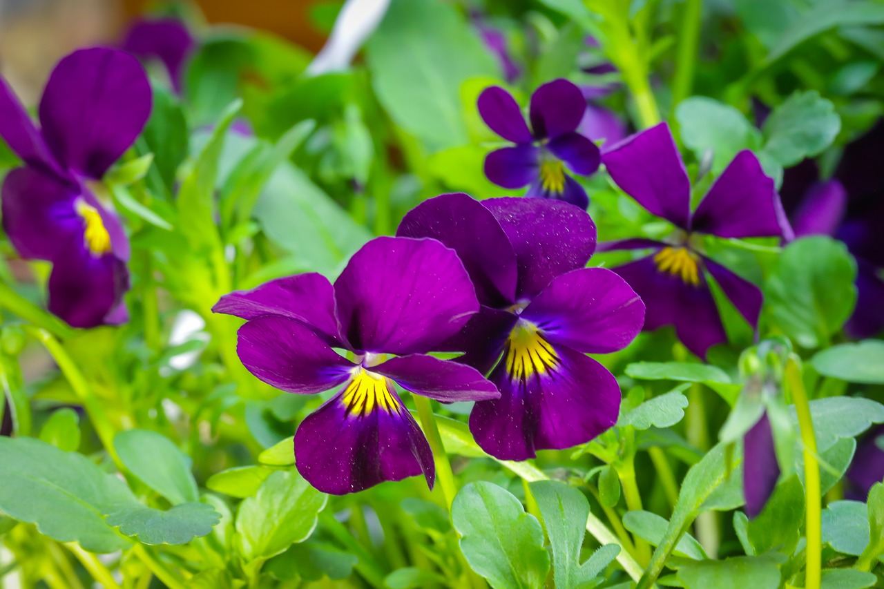 400–500 violet pansy free photo