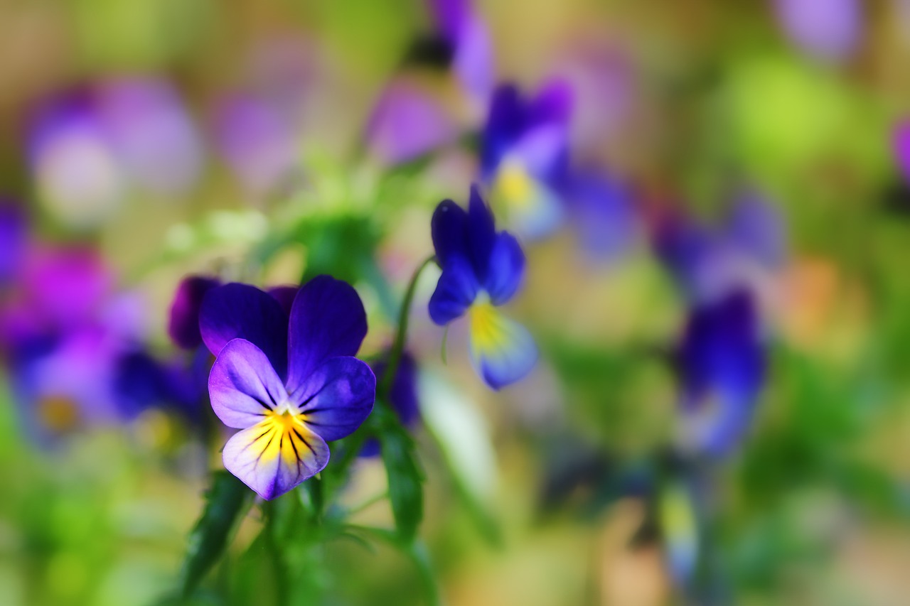 400–500  flowers  pansy free photo