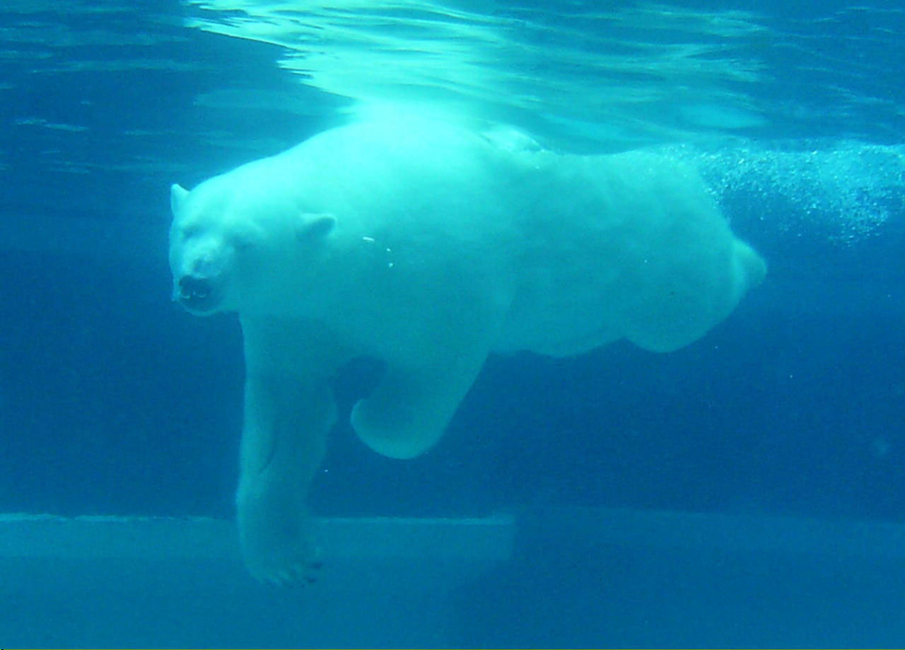 polar bear swimming free photo