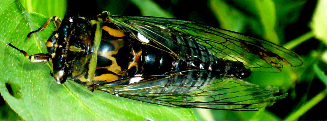 cicada insect bug free photo