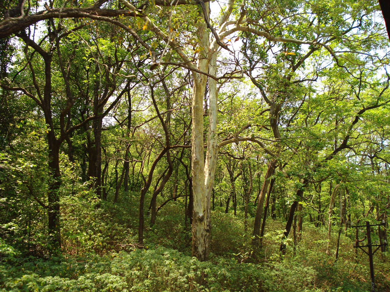 forest trees forest free photo