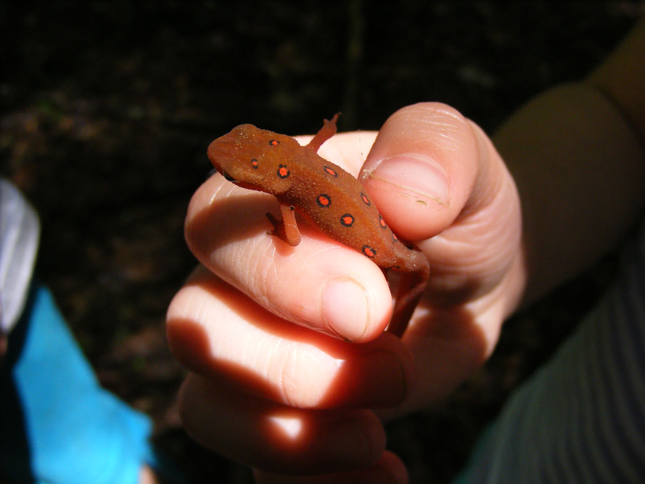 red eft eastern newt red eft free photo