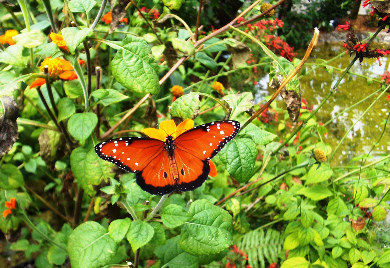 orange butterfly animal free photo