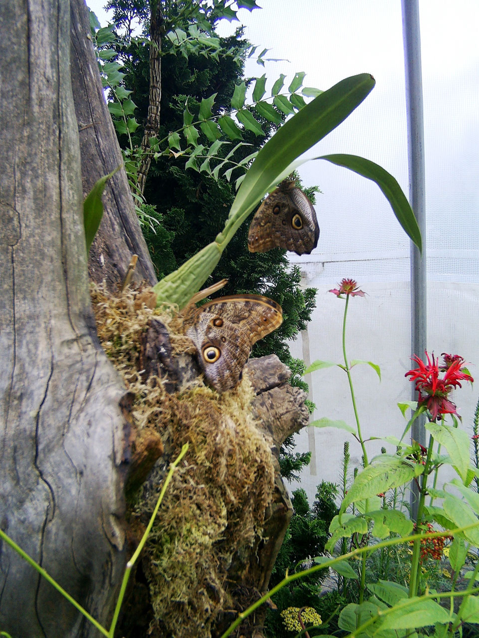 beautiful brown butterfly free photo