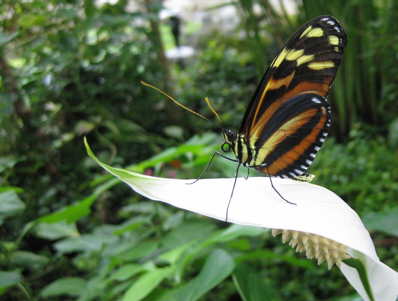 lycorea cleobaea tiger free photo