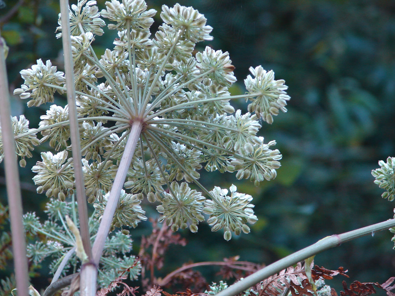 plants seeds autumn free photo