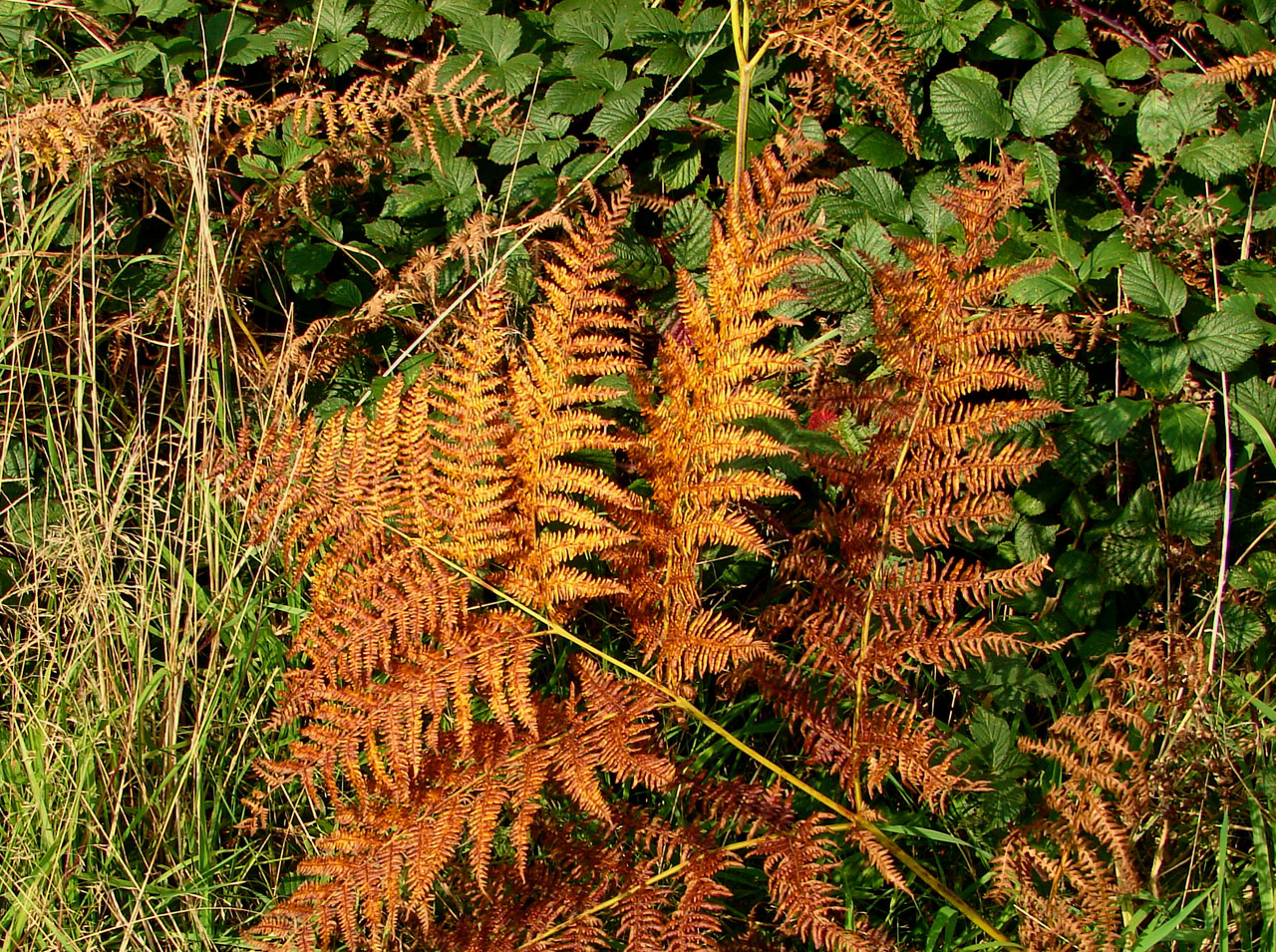 uk autumn fern free photo