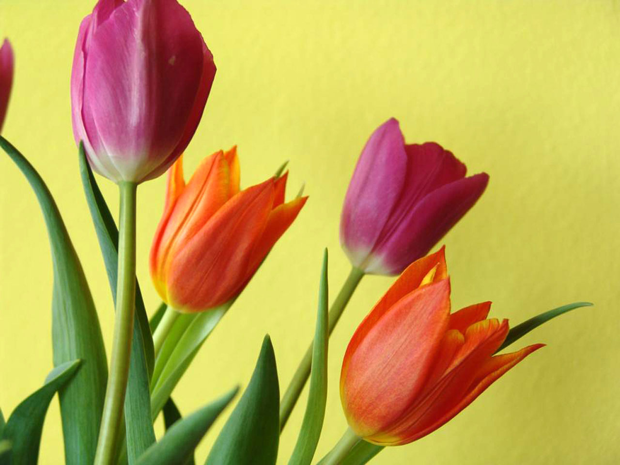 tulips flowers color free photo
