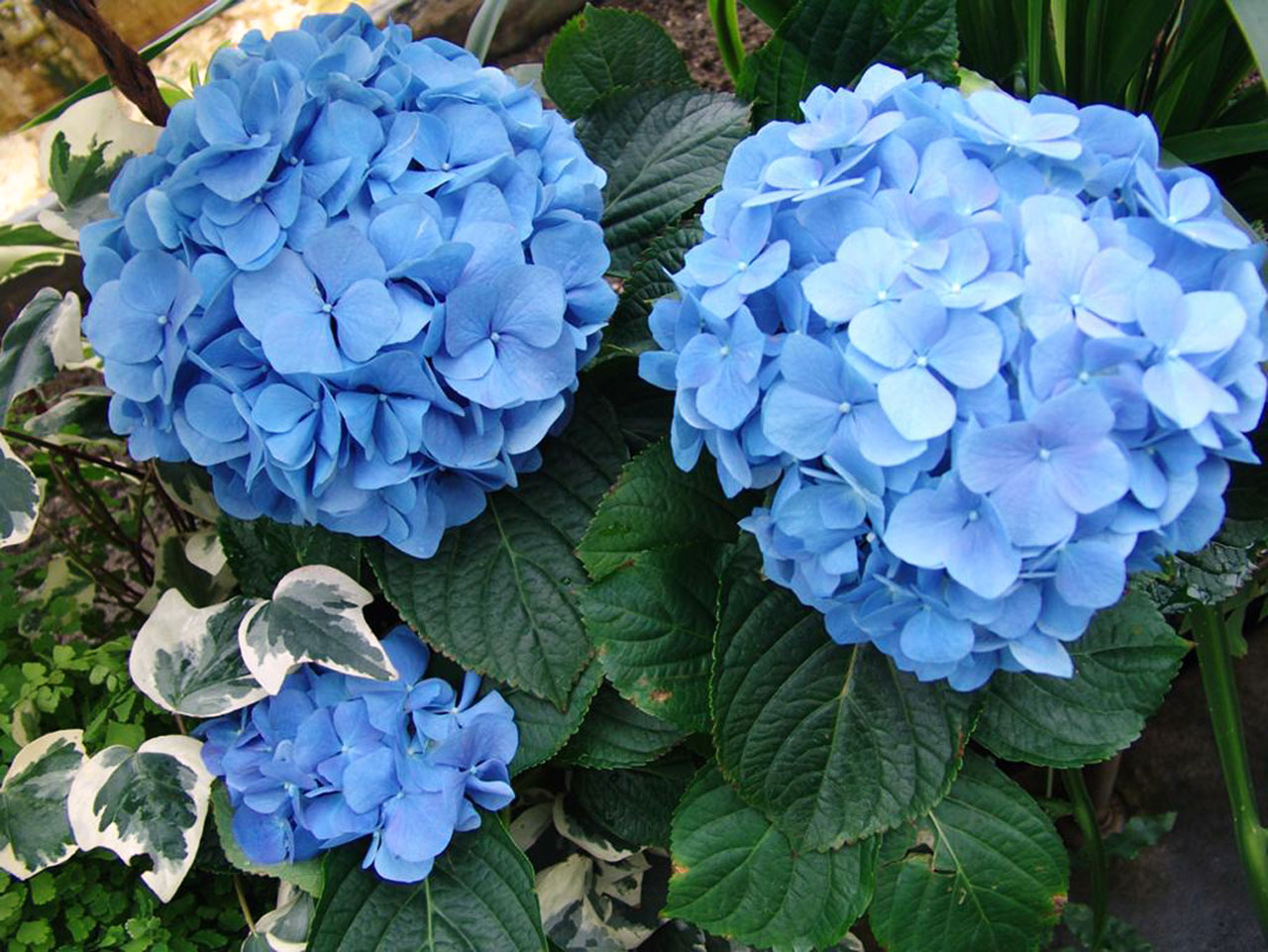 flower blue garden free photo