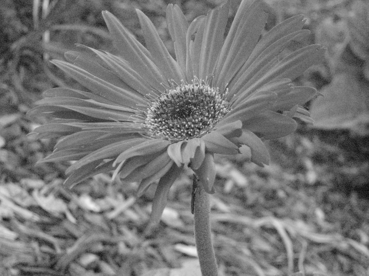 flower black and white living color free photo