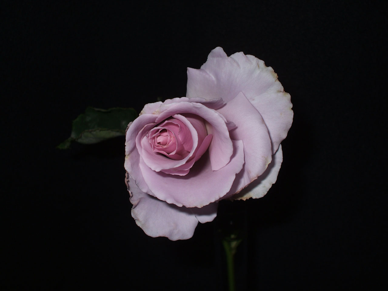 Роза стерлингового цвета