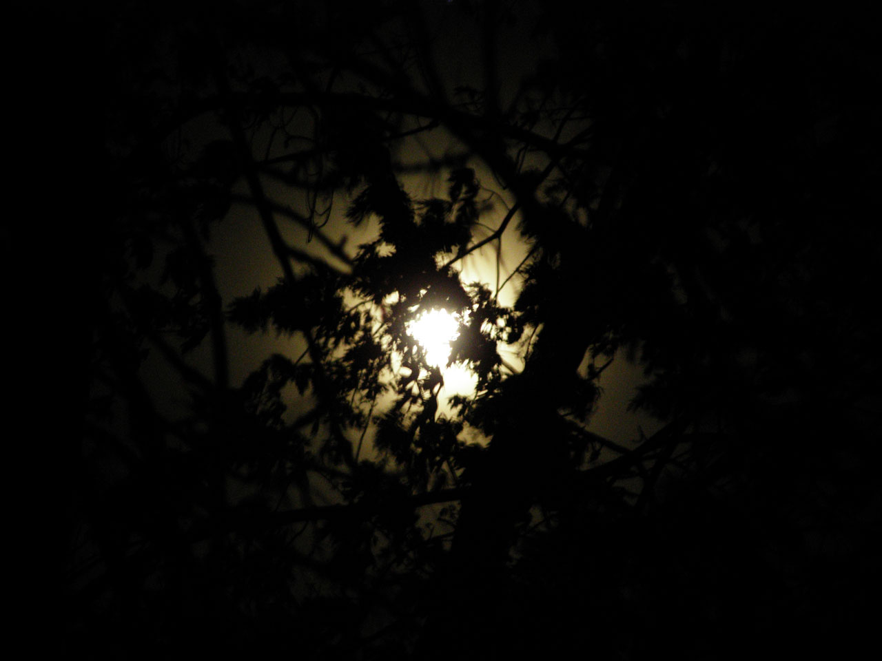 moon leaves moonlight free photo