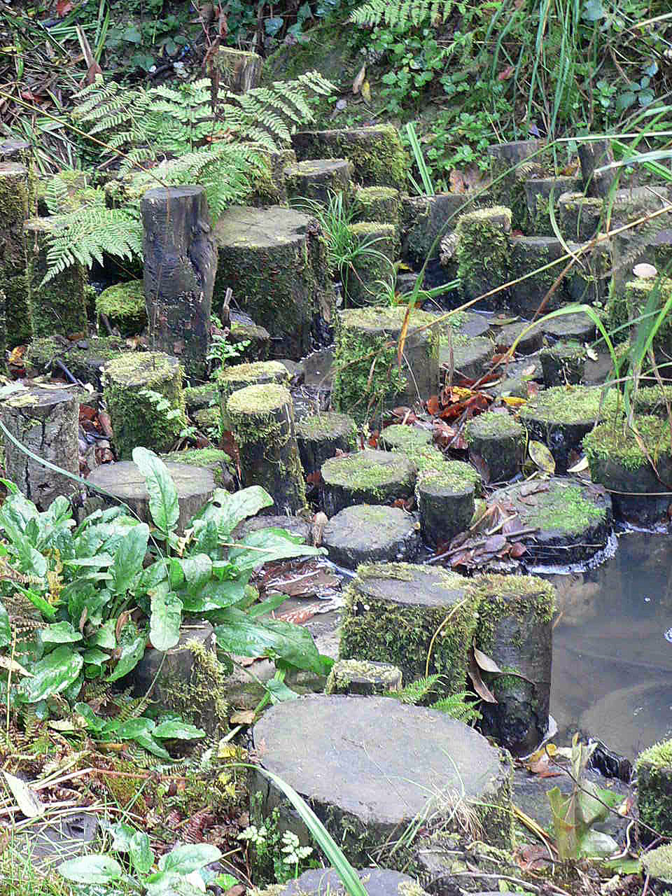 stepping stones woods stepping stones free photo