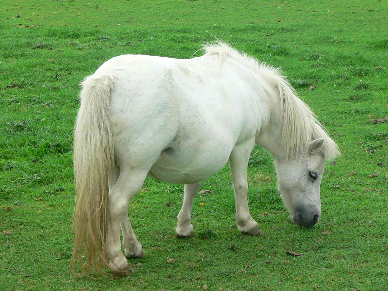 pony animals horse free photo