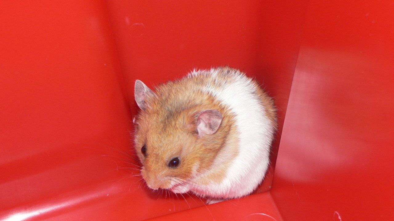 hamster hamster free pictures free photo