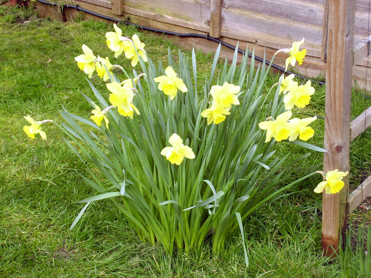 daffodils flowers spring free photo
