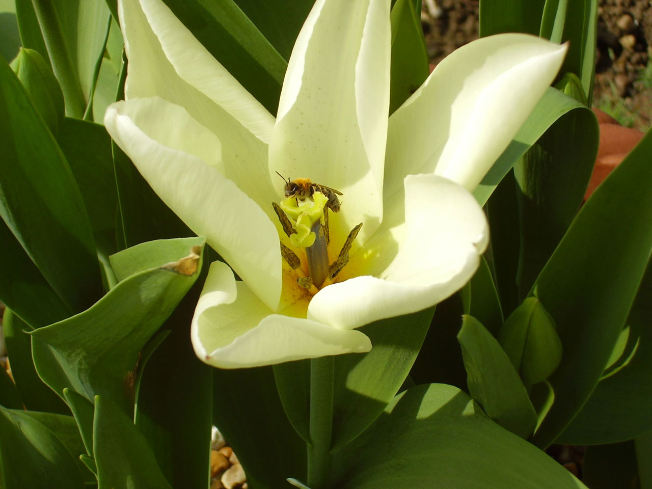 bee flower bee in flower free photo