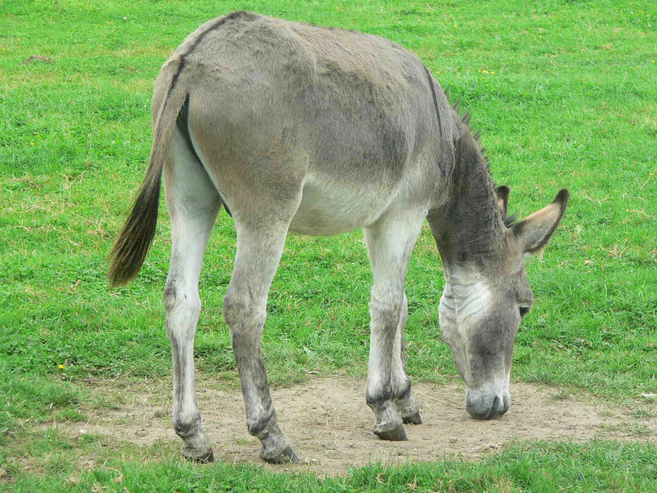 donkey farm donkey free photo