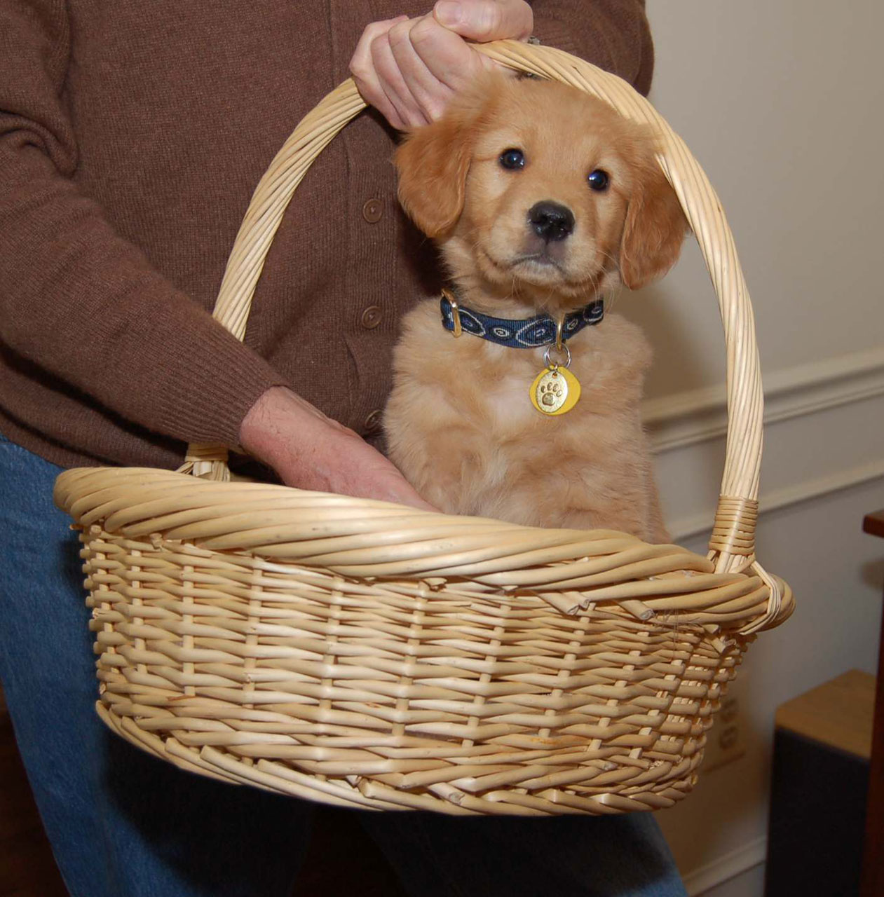 puppy dog golden retreiver free photo