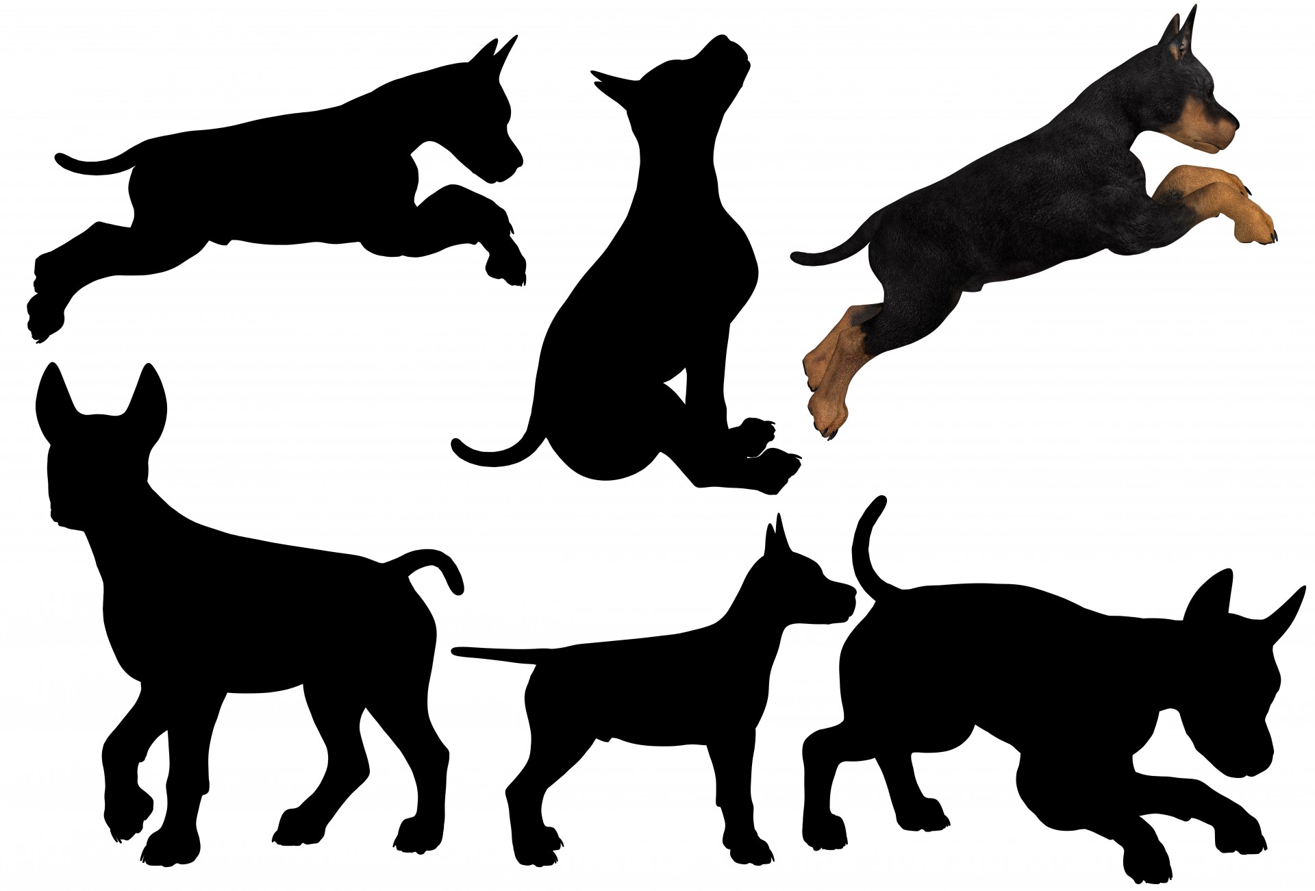 6 puppies silhouette puppies various poses puppy free photo