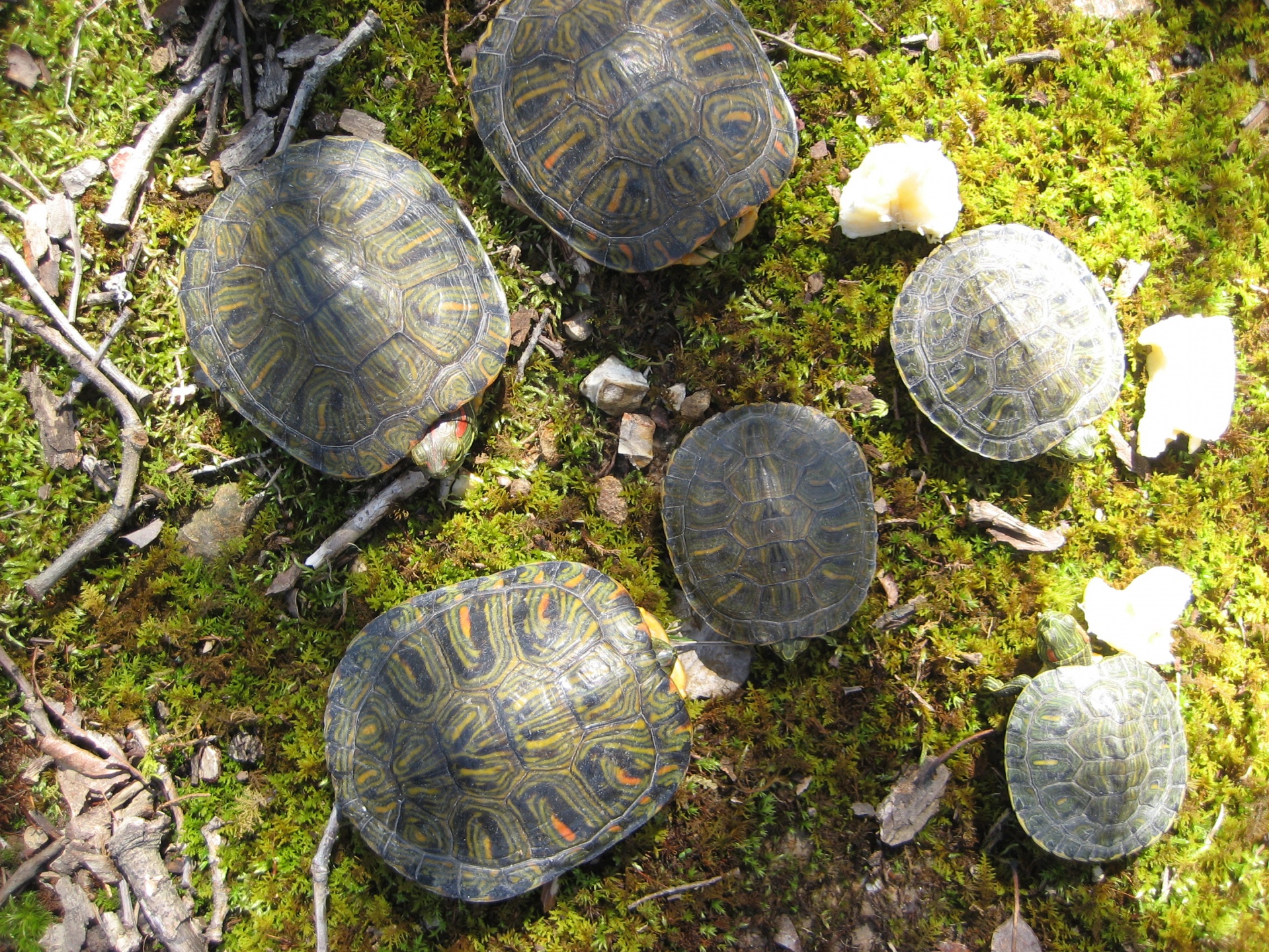 turtle tortoise reptile free photo