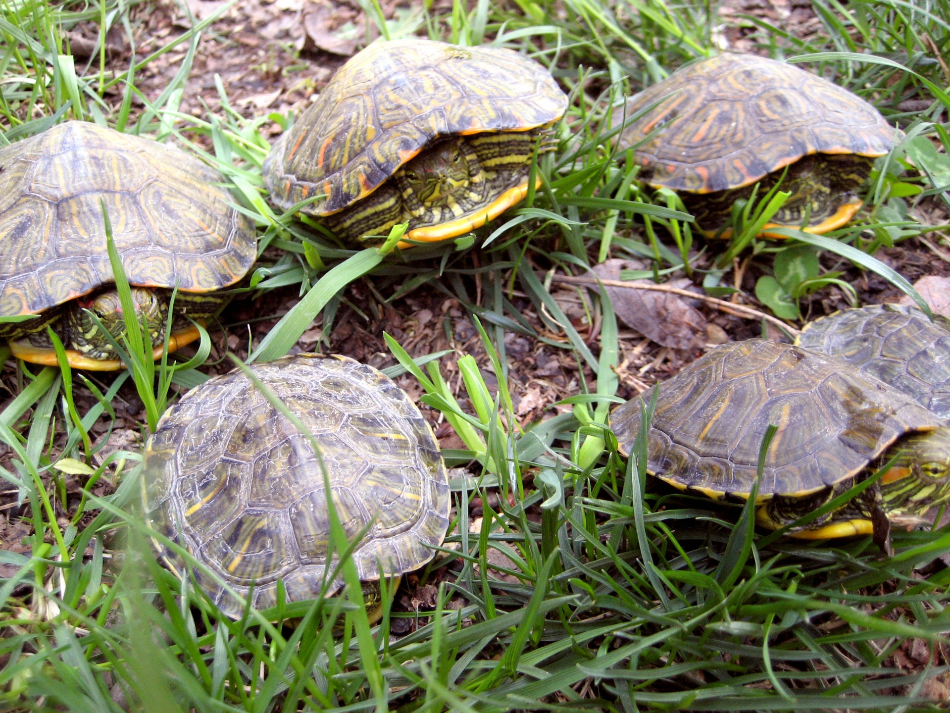 turtle tortoise shell free photo