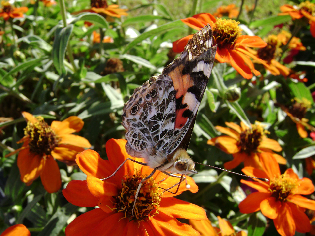 butterfly insects orange free photo