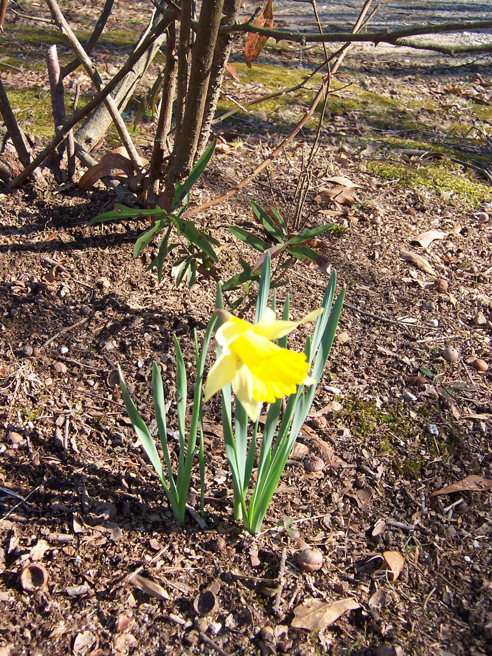 flower daffodil lonely flower free photo