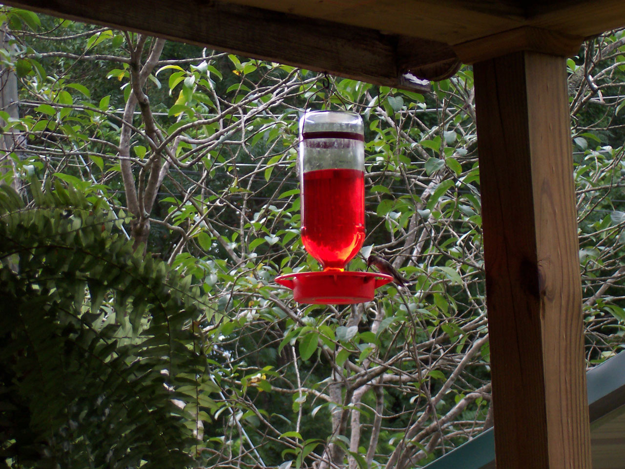 hummingbird drinking feeding free photo