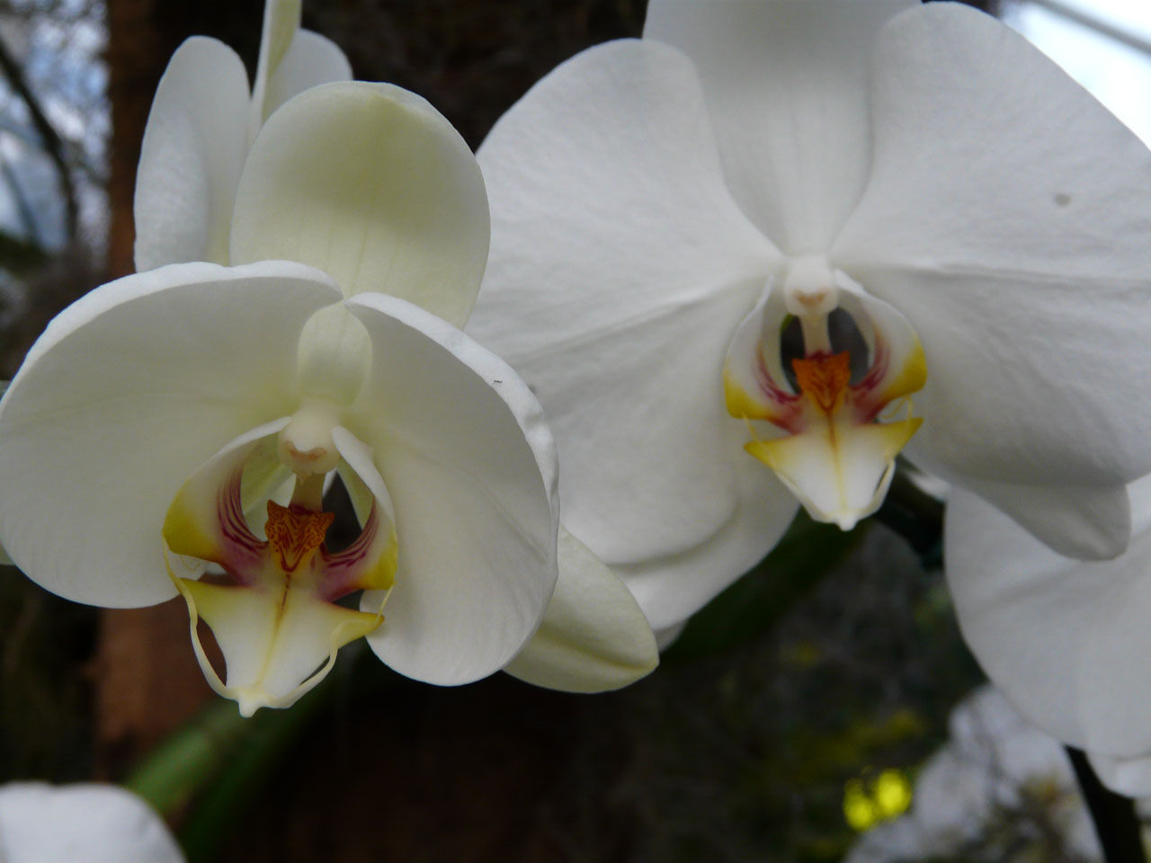 flowers orchids nature free photo