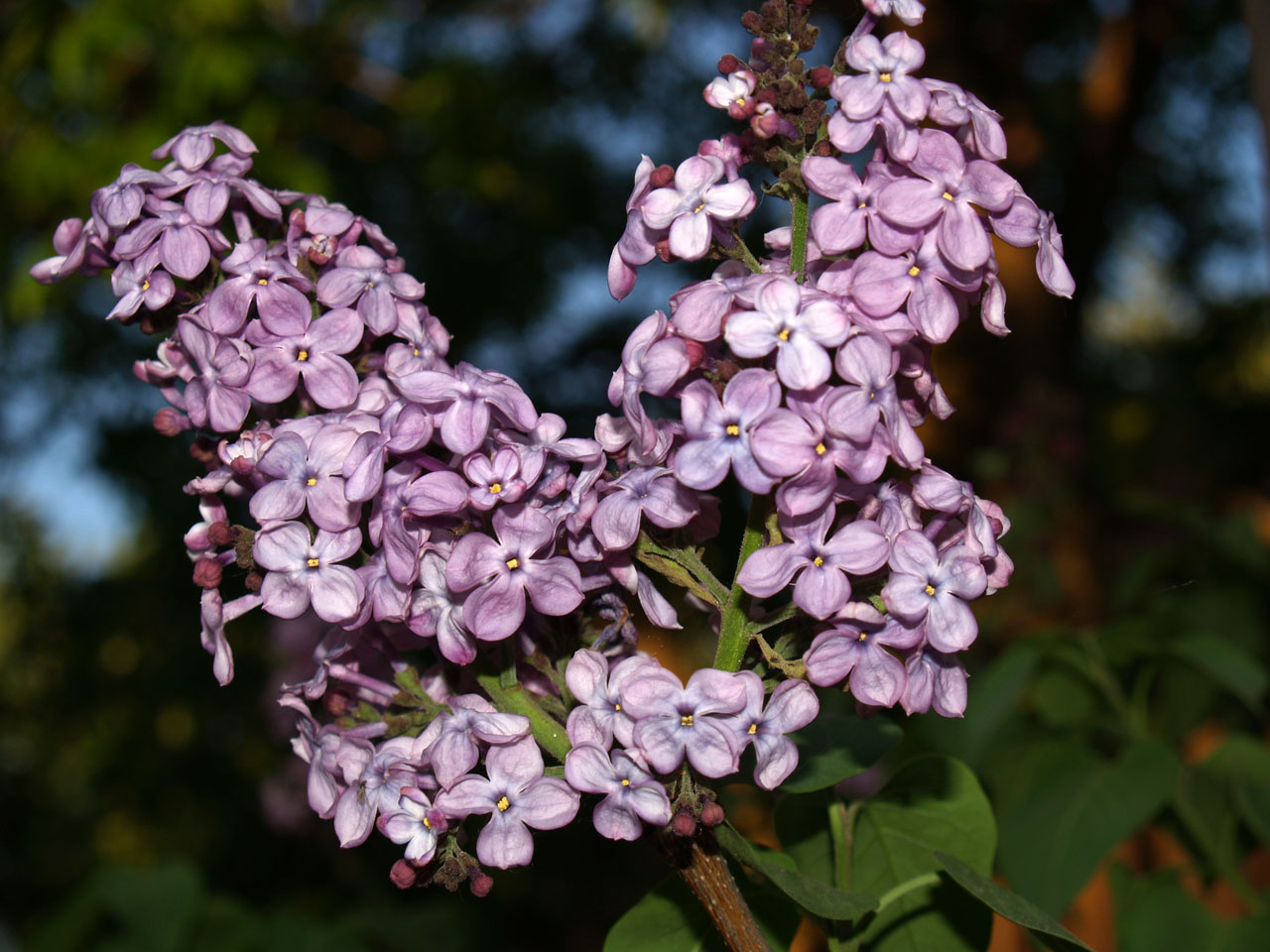 flower lilac mauve free photo