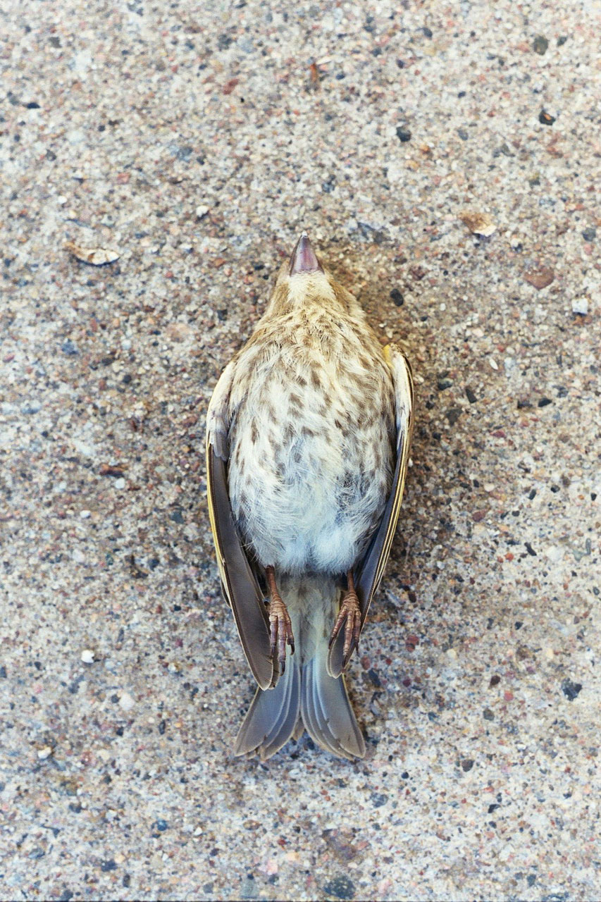 dead small bird free photo