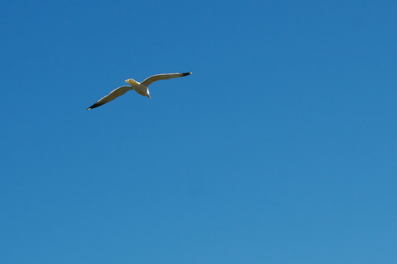 seagull sea bird free photo