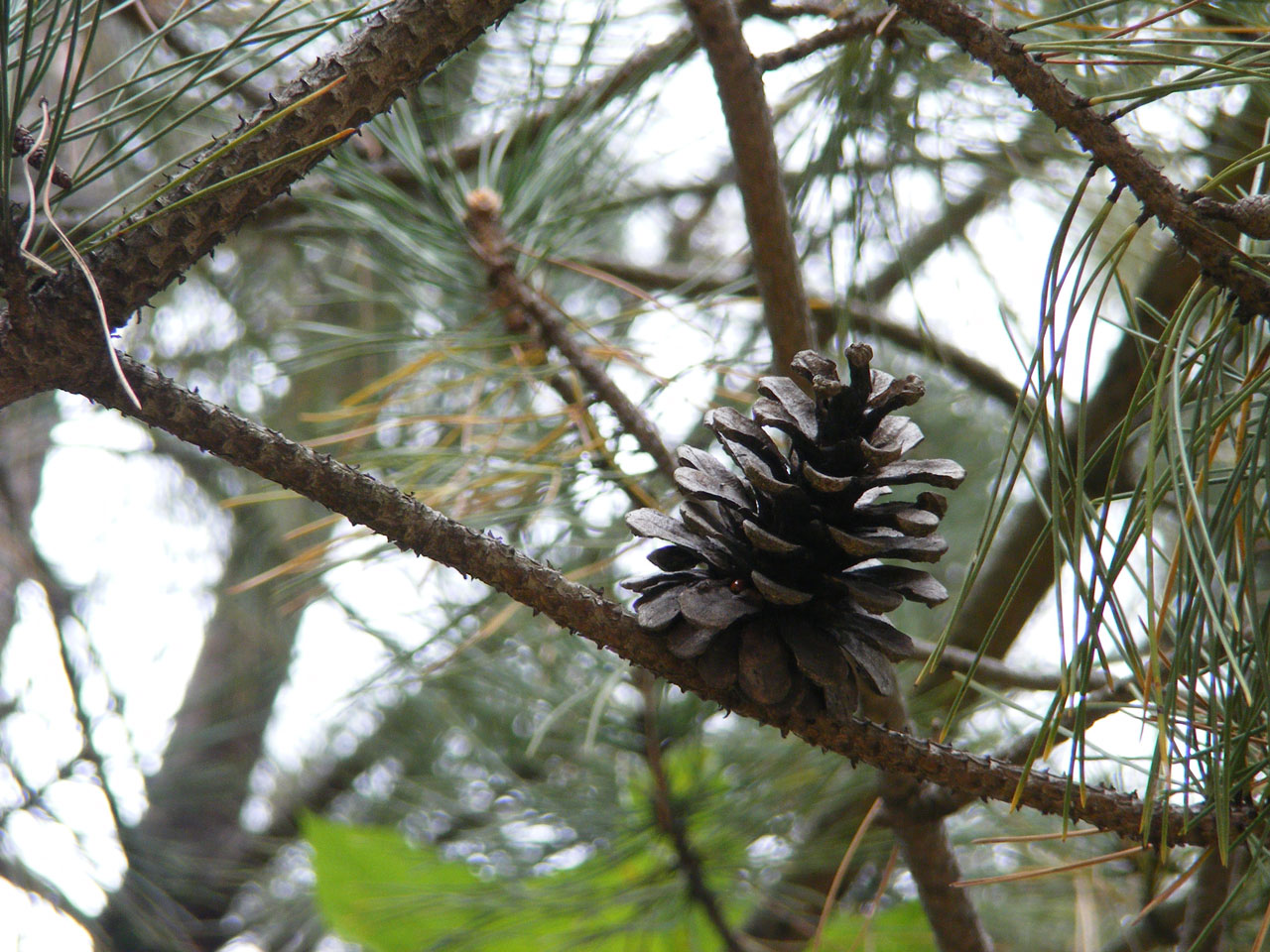 pine cone pinecone free photo
