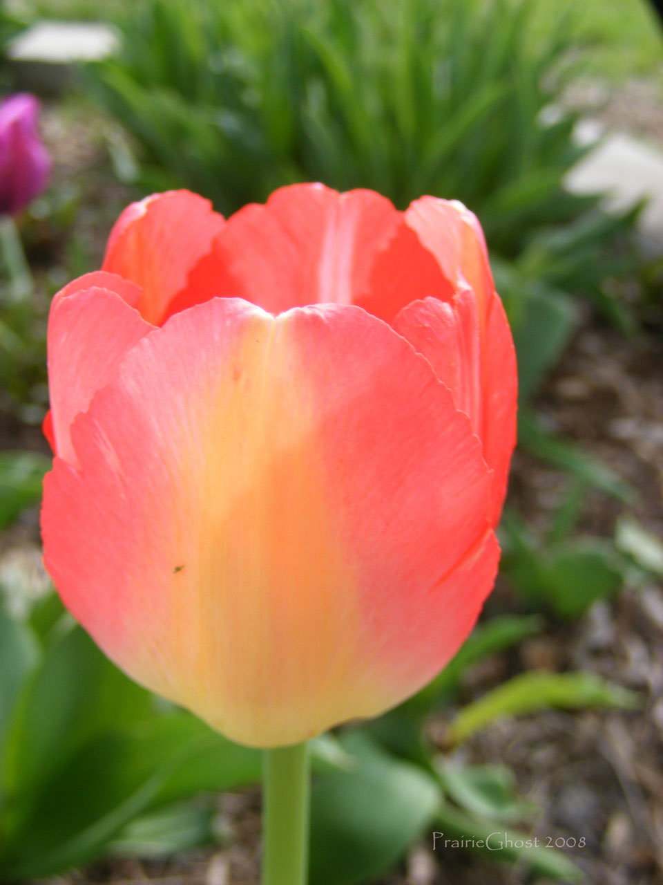 tulip flower flowers free photo